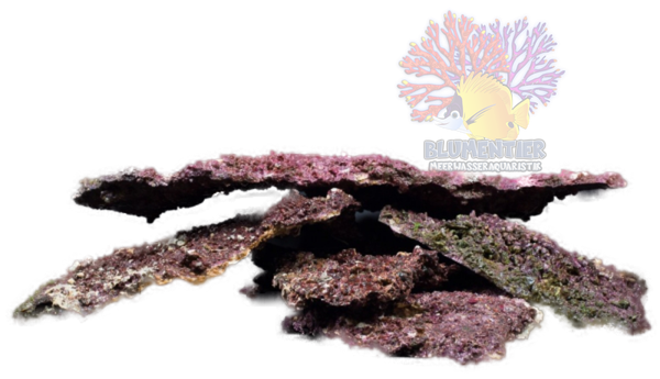 Real Reef Rock Shelf Rock 25 kg Box